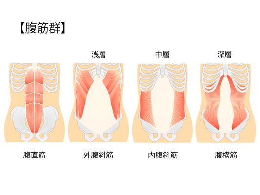 「腹筋を鍛える」じゃなくて「伸ばす？」最近よく聞く腹筋伸ばせの話 🌿