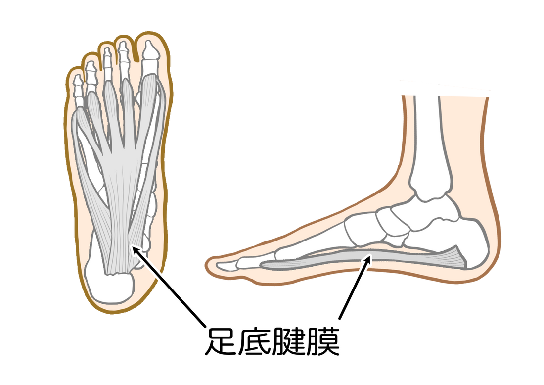 足底腱膜の位置を足裏と側面から示した解剖イラスト