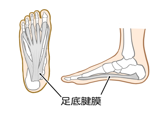 足底腱膜の位置を足裏と側面から示した解剖イラスト
