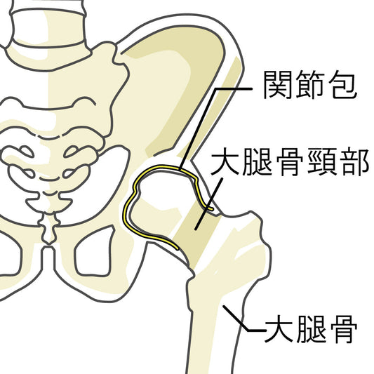 骨盤と大腿骨、股関節の関節包を示した解剖イラスト