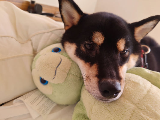 ペットとの暮らしは認知症に良いってホント？ 🐶🐾